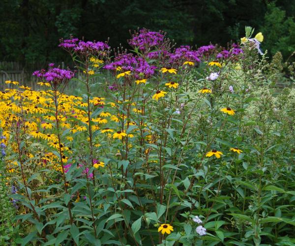 Vernonia crinita I Vernonie